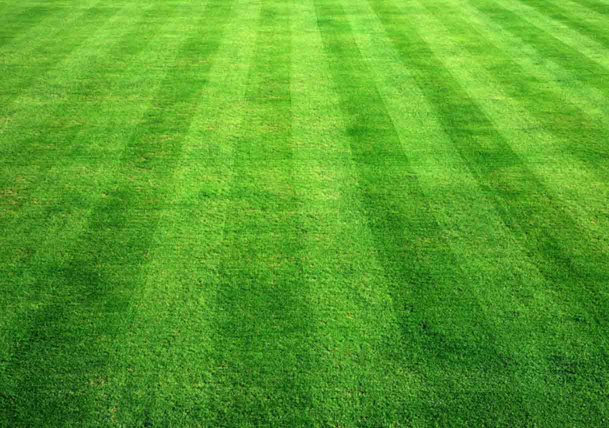 Insight into Common Lawn Problems
