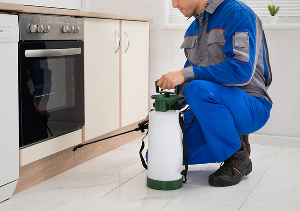 Common Home Insects that Plague Your Personal Space