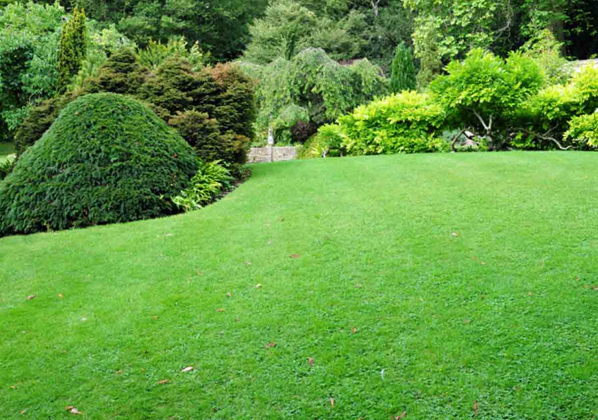 Tips to Maintaining a Healthy Yard Best Pick Reports