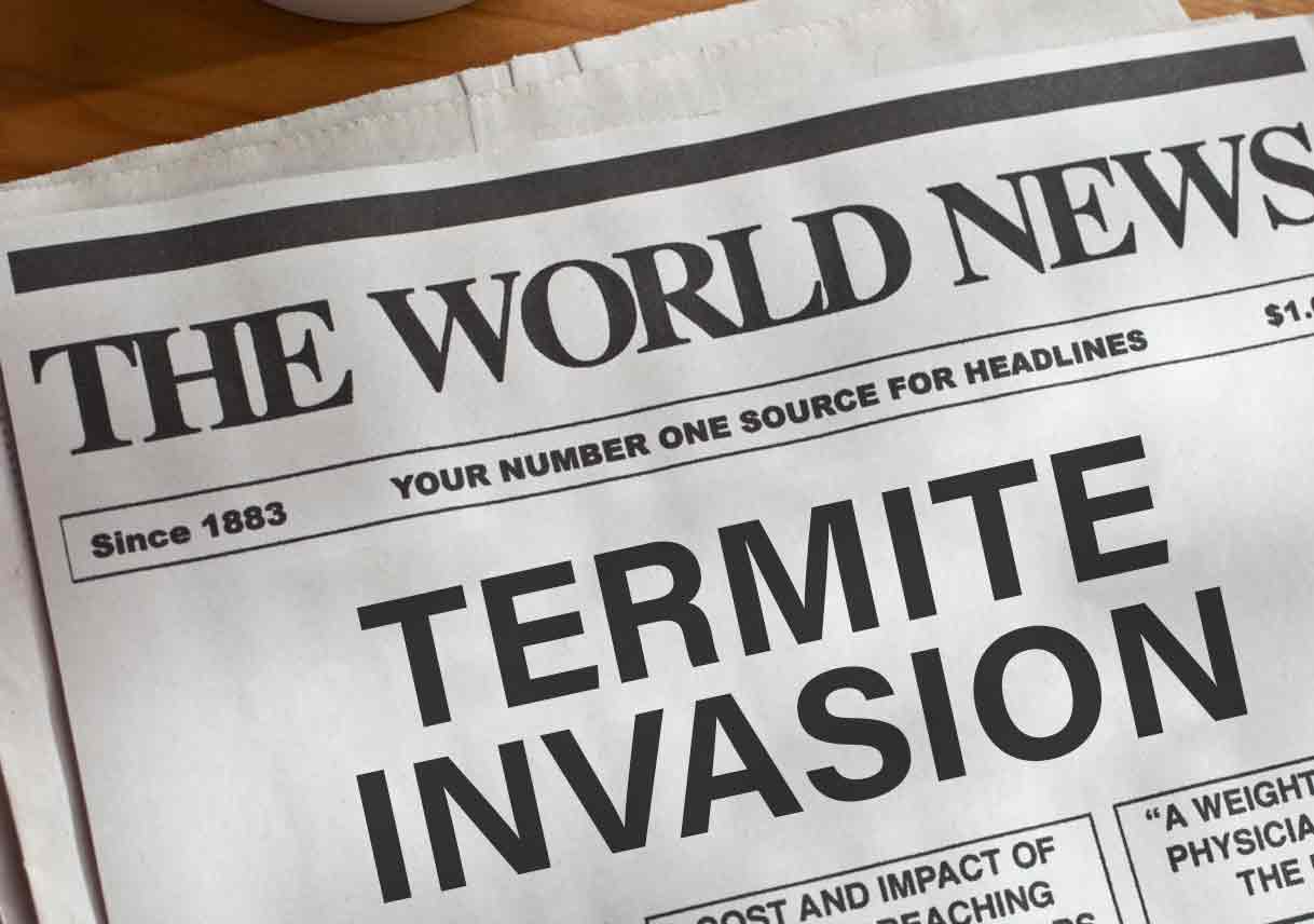 Everything You Didn’t Know You Wanted to Learn About Termites