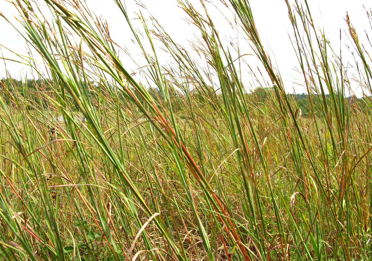 Drought-Tolerant Plants for Texas Yards
