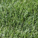 close-up of blue-green Kentucky bluegrass blades