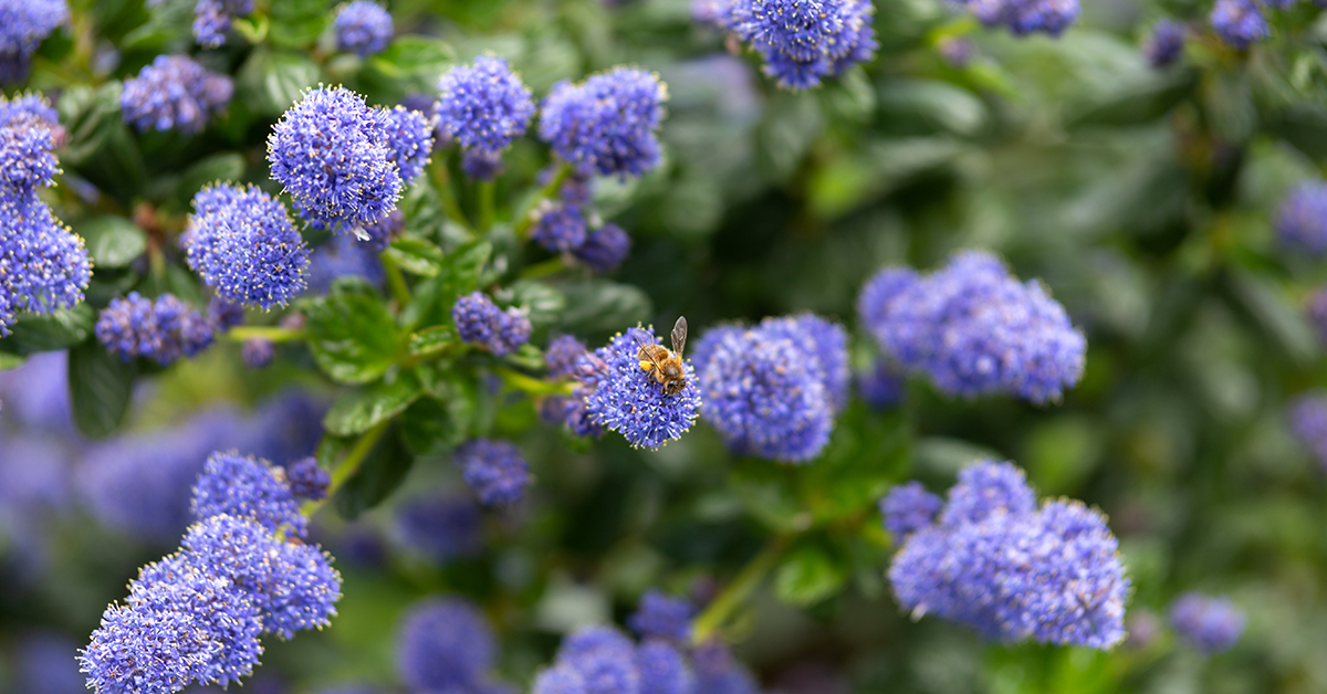 Drought-Tolerant Plants to Spruce Up Any Yard